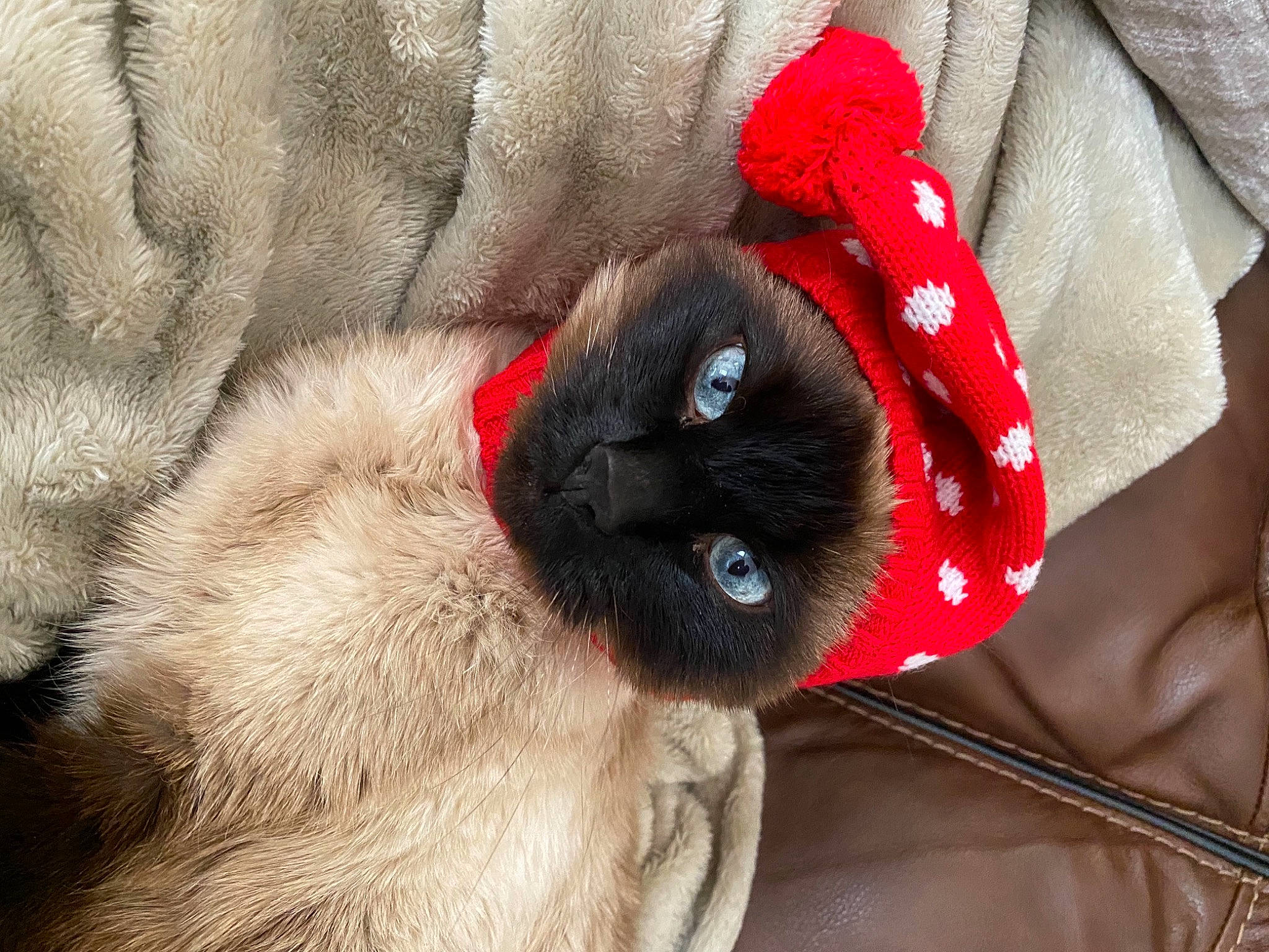 Desi is registered to the contest to win money with this photo: carmine, carnivore, cat, collar, comfort, companion_dog, dog_breed, ear, fashion_accessory, fawn, felidae, fur, liver, pet_supply, siamese, small_to_medium_sized_cats, sunglasses, textile, whiskers, working_animal