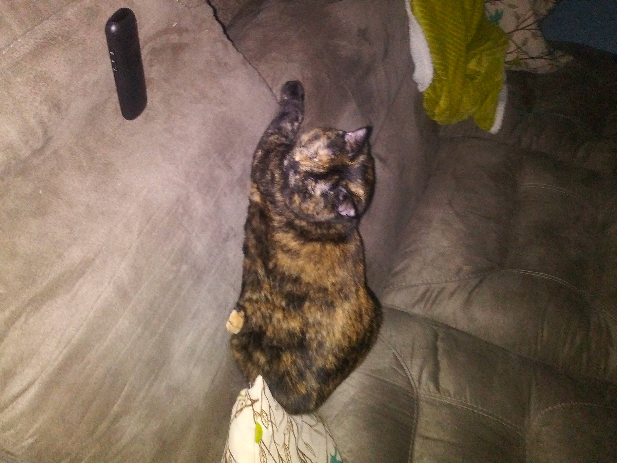 Gizmo is registered to the contest to win money with this photo: canidae, carnivore, cat, claw, fawn, felidae, german_rex, small_to_medium_sized_cats, tail, whiskers