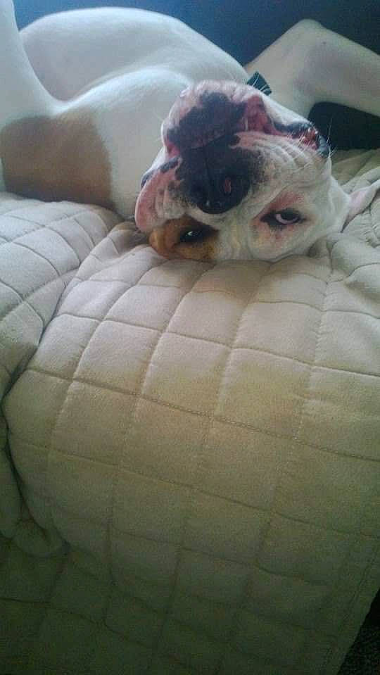 Tank is registered to the contest to win money with this photo: canidae, carnivore, companion_dog, dog, dog_breed, dog_supply, fawn, non_sporting_group, snout, sporting_group, terrier, toy_dog, vertebrate, working_animal, working_dog