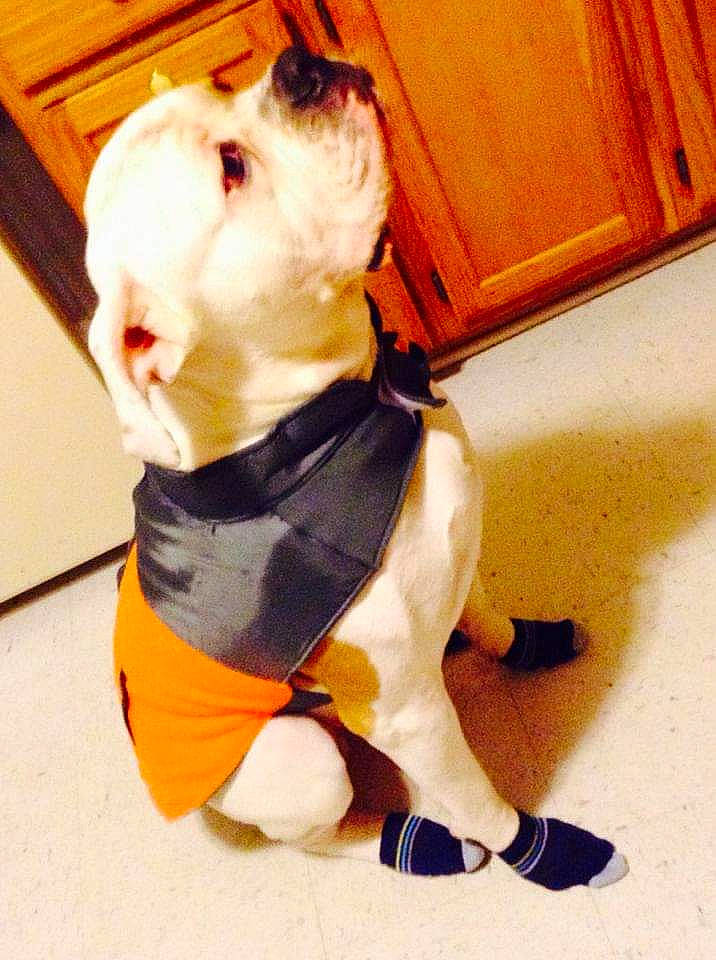 Tank is registered to the contest to win money with this photo: canidae, carnivore, companion_dog, dog, dog_breed, dog_clothes, dog_supply, fawn, floor, flooring, hardwood, non_sporting_group, pet_supply, puppy, snout, toy_dog, vertebrate, wood, wood_stain, working_animal