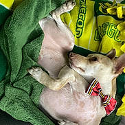 Norman is registered to the contest to win money with this photo: animal, blanket, bow_tie, comfort, cozy, cute, decor, dog, fur, green, home, indoor, lying_down, pet, portrait, relaxed, resting, sleepy, soft, yellow