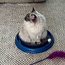 cat, fluffy, blue_toy, feather_toy, carpet, indoor, pet, animal, feline, curious, sitting, white_fur, gray_fur, patterned_carpet, playful, cozy, floor, home, domestic, cute