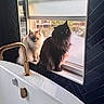cat, window, bathtub, gold_faucet, indoor, feline, tile_wall, herringbone_pattern, black_cat, cream_cat, pet, domestic_animal, sunlight, windowsill, bathroom, modern_design, reflection, fur, sitting, curious