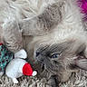 cat, fluffy, gray_cat, blue_eyes, plush_toy, holiday_toy, rug, cozy, cute, pet, animal, indoor, resting, soft, fur, whiskers, close_up, relaxed, toy, christmas