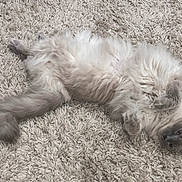 Sister joined the competition — help win amazing prizes! cat, fluffy, carpet, relaxed, lying_down, pet, animal, feline, soft, cozy, indoor, cute, fur, whiskers, tail, paws, resting, domestic_animal, sleepy, gray