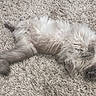 cat, fluffy, carpet, relaxed, lying_down, pet, animal, feline, soft, cozy, indoor, cute, fur, whiskers, tail, paws, resting, domestic_animal, sleepy, gray