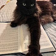 Brother joined the competition — help win amazing prizes! black_cat, cat, pet, animal, bed, book, open_book, paw, stretching, furniture, indoor, quilt, reading, cozy, relaxing, fur, whiskers, eyes, home, natural_light