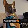Santiago joined the competition — help win amazing prizes! affection, alert, animal, brown_and_white, companion, couch, cute, dog, domestic, fabric, fur, harness, indoor, looking_away, pet, portrait, seated, small_dog, text_overlay, wall