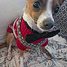 Santiago is registered to the contest to win money with this photo: blanket, bow_tie, canine, close_up, companion_animal, cozy, curious, cute, dog, domestic_animal, eiffel_tower_pattern, floral_pattern, furniture, indoor, patterned_blanket, pet_clothing, portrait, red_sweater, sitting, small_dog