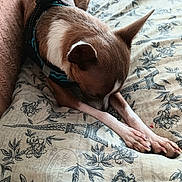 Santiago is registered to the contest to win money with this photo: animal, bed, blanket, brown_and_white, canine, close_up, cozy, dog, eiffel_tower, floral, furniture, harness, indoor, pattern, paw, pet, resting, sleepy, soft_light, stretching