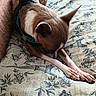 animal, bed, blanket, brown_and_white, canine, close_up, cozy, dog, eiffel_tower, floral, furniture, harness, indoor, pattern, paw, pet, resting, sleepy, soft_light, stretching