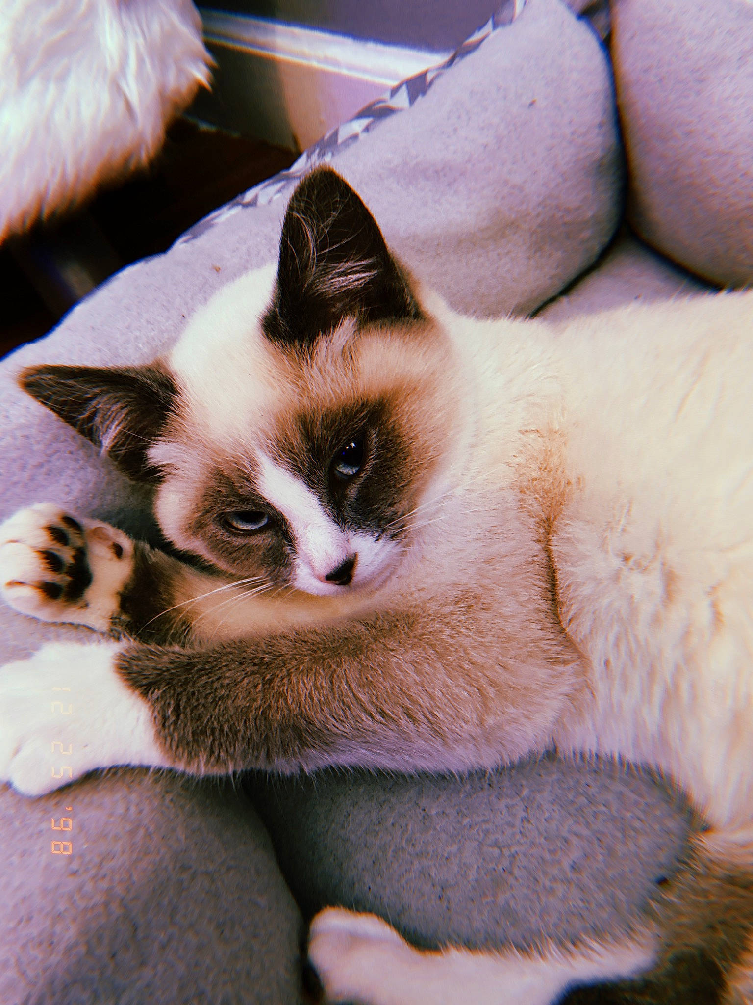 Finn is registered to the contest to win money with this photo: asian, balinese, carnivore, cat, claw, felidae, fur, kitten, mammal, paw, polydactyl_cat, ragdoll, siamese, skin, small_to_medium_sized_cats, snout, snowshoe, thai, vertebrate, whiskers