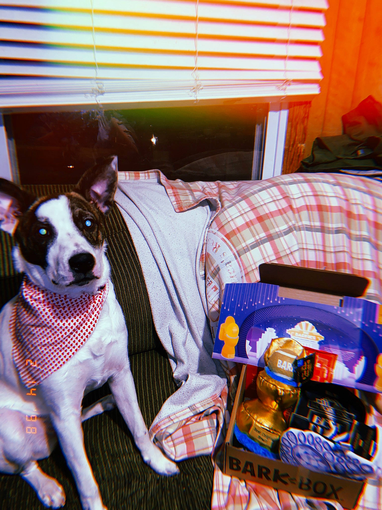 Kenzie joined the competition — help win amazing prizes! basenji, canidae, carnivore, companion_dog, dog, dog_breed, mammal, rat_terrier, treeing_feist, vertebrate