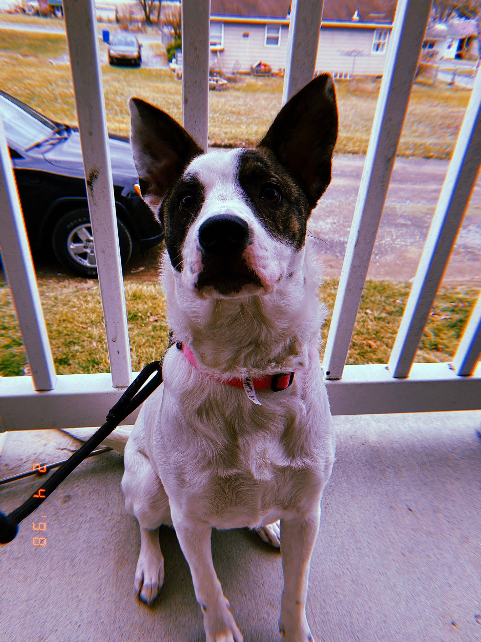 Kenzie joined the competition — help win amazing prizes! boston_terrier, canidae, carnivore, collar, companion_dog, dog, dog_breed, fawn, feist, leash, mammal, non_sporting_group, rare_breed_dog, rat_terrier, snout, sporting_group, teddy_roosevelt_terrier, tenterfield_terrier, toy_fox_terrier, vertebrate
