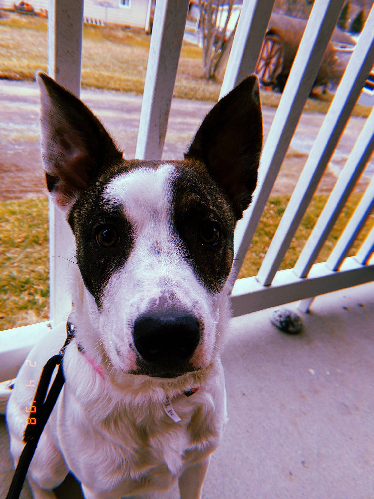 Kenzie is registered to the contest to win money with this photo: canidae, carnivore, dog, dog_breed, feist, formosan_mountain_dog, mammal, non_sporting_group, old_english_terrier, rare_breed_dog, snout, vertebrate, whiskers