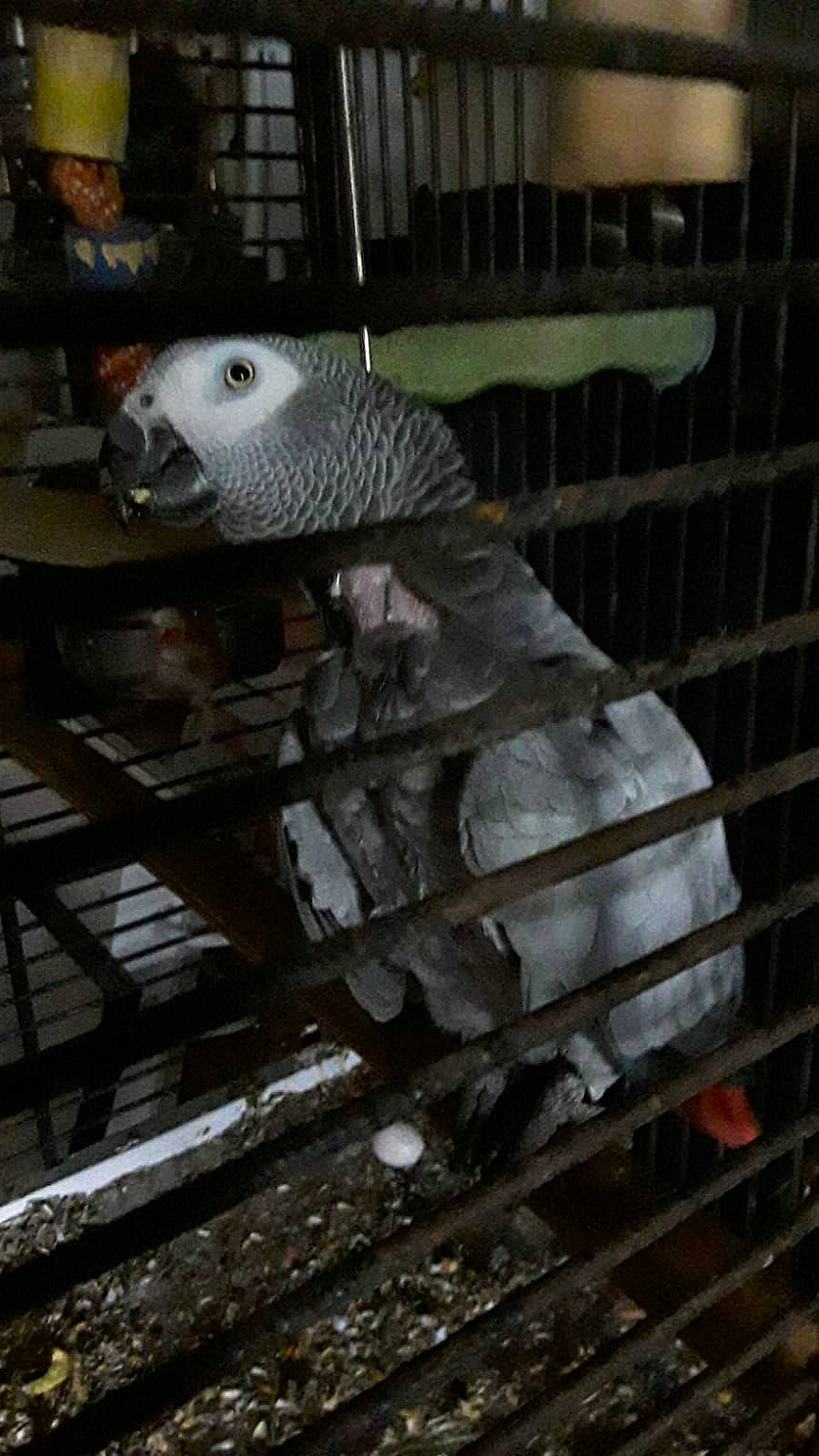 Zoé a rejoint le concours — aidez-le/la à gagner de superbes lots ! african_grey, beak, bird, budgie, cage, cockatoo, feather, parakeet, parrot, vertebrate, wing