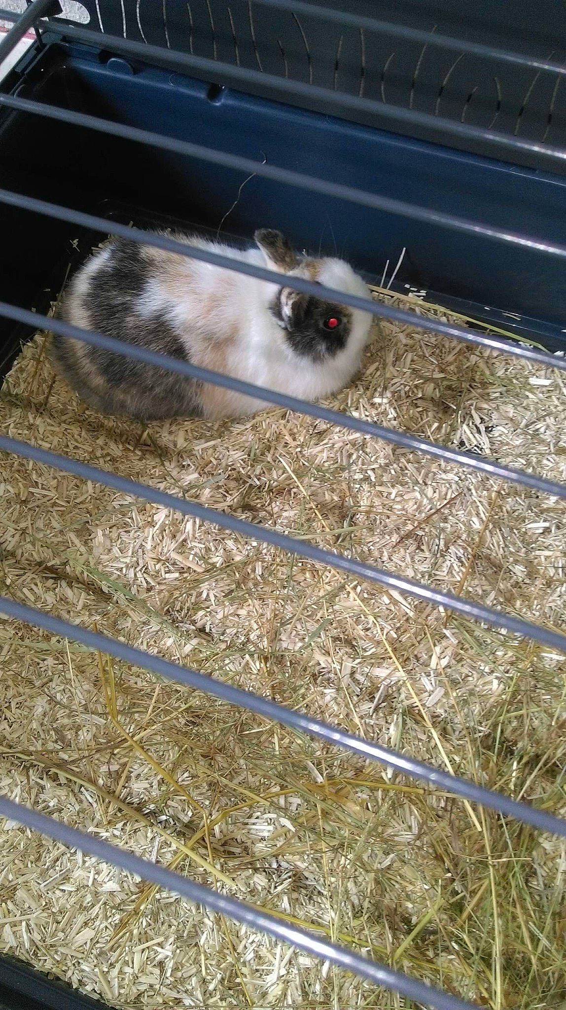 Panpan participe au concours pour gagner de l'argent avec cette photo : domestic_rabbit, rabbits_and_hares