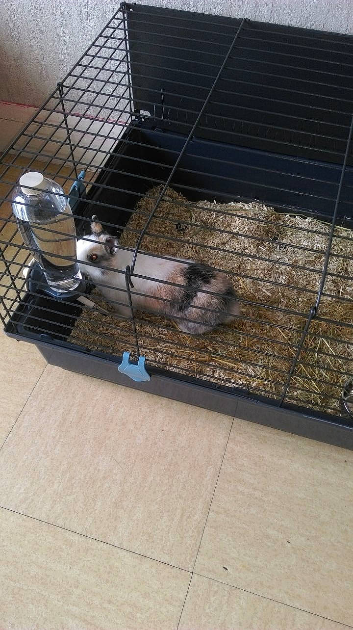 Panpan a rejoint le concours — aidez-le/la à gagner de superbes lots ! animal_shelter, cage, canidae, dog_breed, kennel, pet_supply