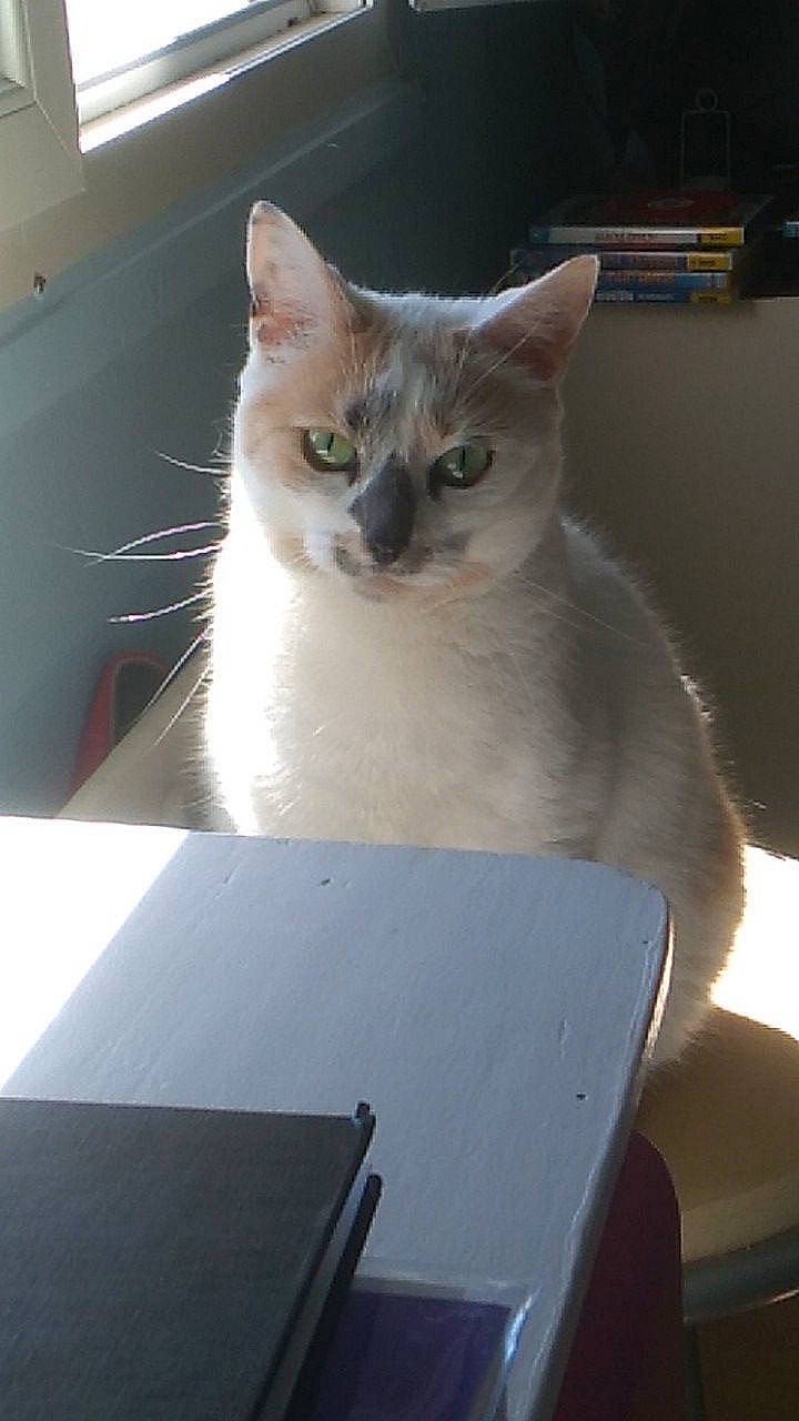 Kitty participe au concours pour gagner de l'argent avec cette photo : asian, box, burmilla, carnivore, cat, colorpoint_shorthair, domestic_short_haired_cat, fawn, felidae, javanese, kitten, mammal, small_to_medium_sized_cats, tonkinese, turkish_angora, whiskers