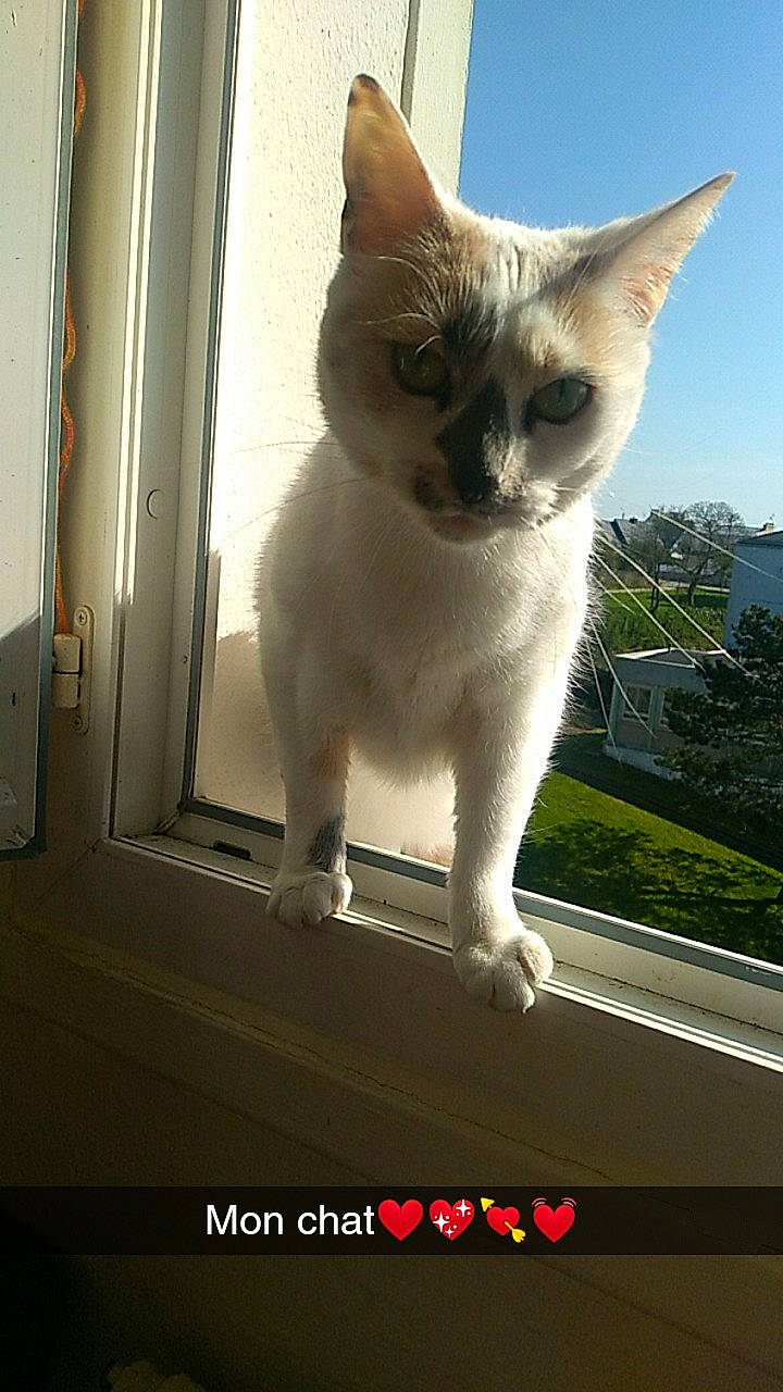 Kitty a rejoint le concours — aidez-le/la à gagner de superbes lots ! aegean_cat, asian, burmilla, carnivore, cat, domestic_short_haired_cat, felidae, kitten, mammal, photo_caption, polydactyl_cat, singapura, small_to_medium_sized_cats, snapshot, snout, tail, thai, tonkinese, whiskers, window