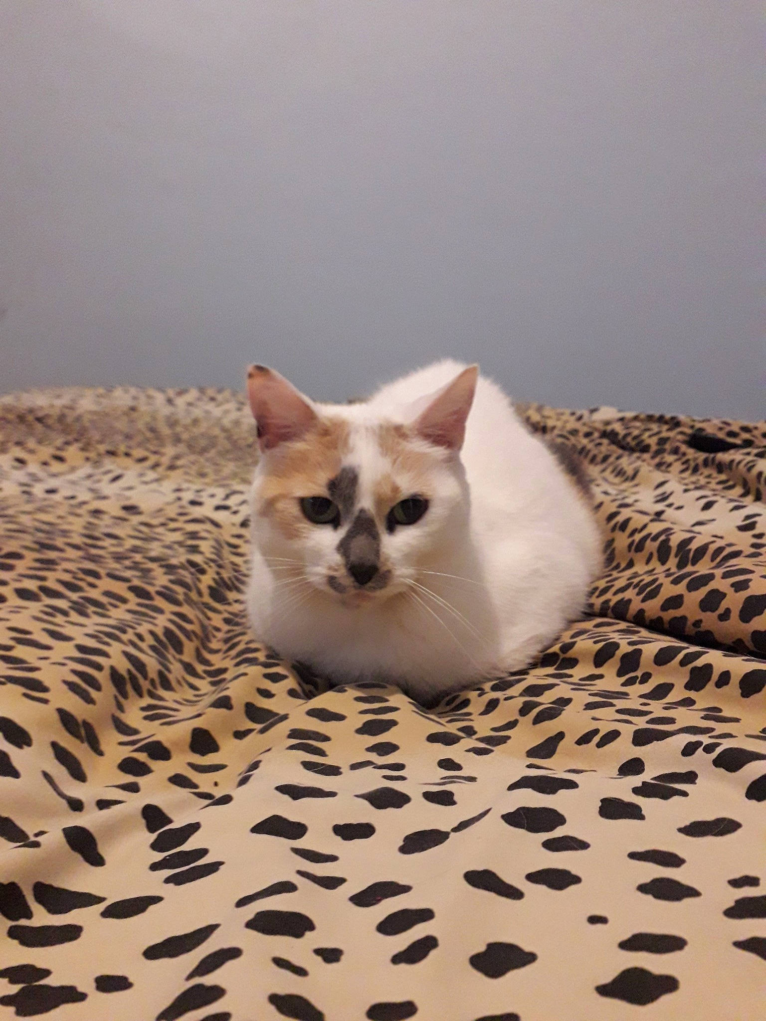 Kitty participe au concours pour gagner de l'argent avec cette photo : asian, balinese, birman, burmilla, carnivore, cat, colorpoint_shorthair, domestic_short_haired_cat, fawn, felidae, kitten, mammal, ragdoll, siamese, small_to_medium_sized_cats, snowshoe, thai, tonkinese, whiskers