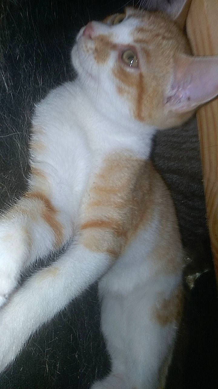 Nala participe au concours pour gagner de l'argent avec cette photo : aegean_cat, american_wirehair, carnivore, cat, domestic_short_haired_cat, fawn, felidae, fur, german_rex, javanese, kitten, mammal, polydactyl_cat, small_to_medium_sized_cats, tail, whiskers