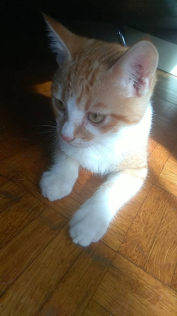 Nala participe au concours pour gagner de l'argent avec cette photo : aegean_cat, american_wirehair, asian, carnivore, cat, domestic_short_haired_cat, european_shorthair, fawn, felidae, german_rex, kitten, mammal, nose, ojos_azules, polydactyl_cat, small_to_medium_sized_cats, tail, vertebrate, whiskers, wood