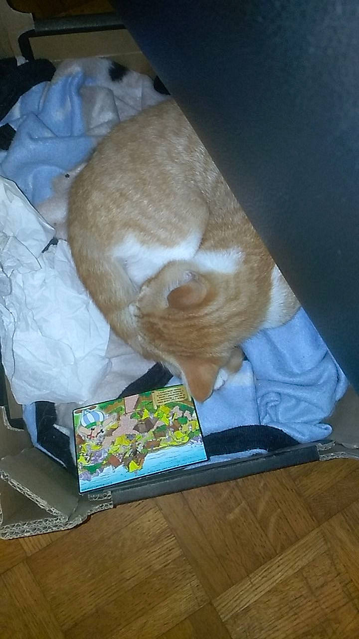 Nala a rejoint le concours — aidez-le/la à gagner de superbes lots ! canidae, cat, felidae, small_to_medium_sized_cats