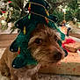dog, christmas_tree_hat, holiday, christmas, decorations, lights, present, gift, carpet, indoors, pet, festive, brown_dog, cute, animal, close_up, celebration, christmas_decor, holiday_season, christmas_tree