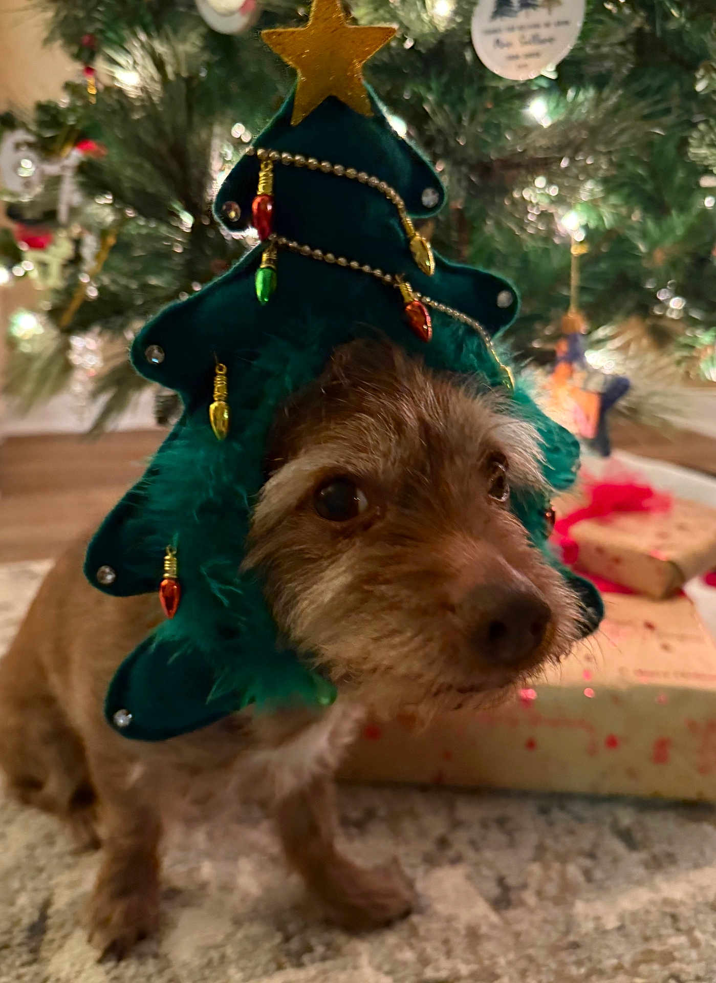 Copper is registered to the contest to win money with this photo: dog, christmas_tree_hat, holiday, christmas, decorations, lights, present, gift, carpet, indoors, pet, festive, brown_dog, cute, animal, close_up, celebration, christmas_decor, holiday_season, christmas_tree