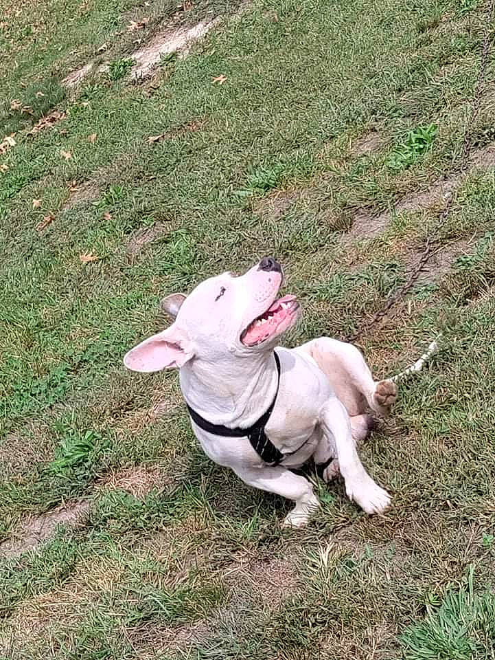 Phantom is registered to the contest to win money with this photo: canidae, carnivore, collar, companion_dog, dog, dog_breed, dog_collar, fawn, grass, grass_family, groundcover, lawn, plant, snout, soil, sporting_group, tail, terrestrial_animal, whiskers, working_animal