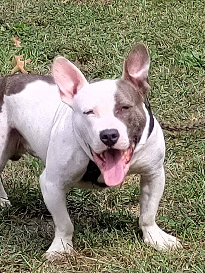 Phantom is registered to the contest to win money with this photo: bull_terrier, bull_terrier_miniature, canidae, carnivore, collar, companion_dog, dog, dog_breed, ear, fawn, foot, grass, non_sporting_group, old_english_terrier, paw, snout, sporting_group, tail, terrestrial_animal, working_animal