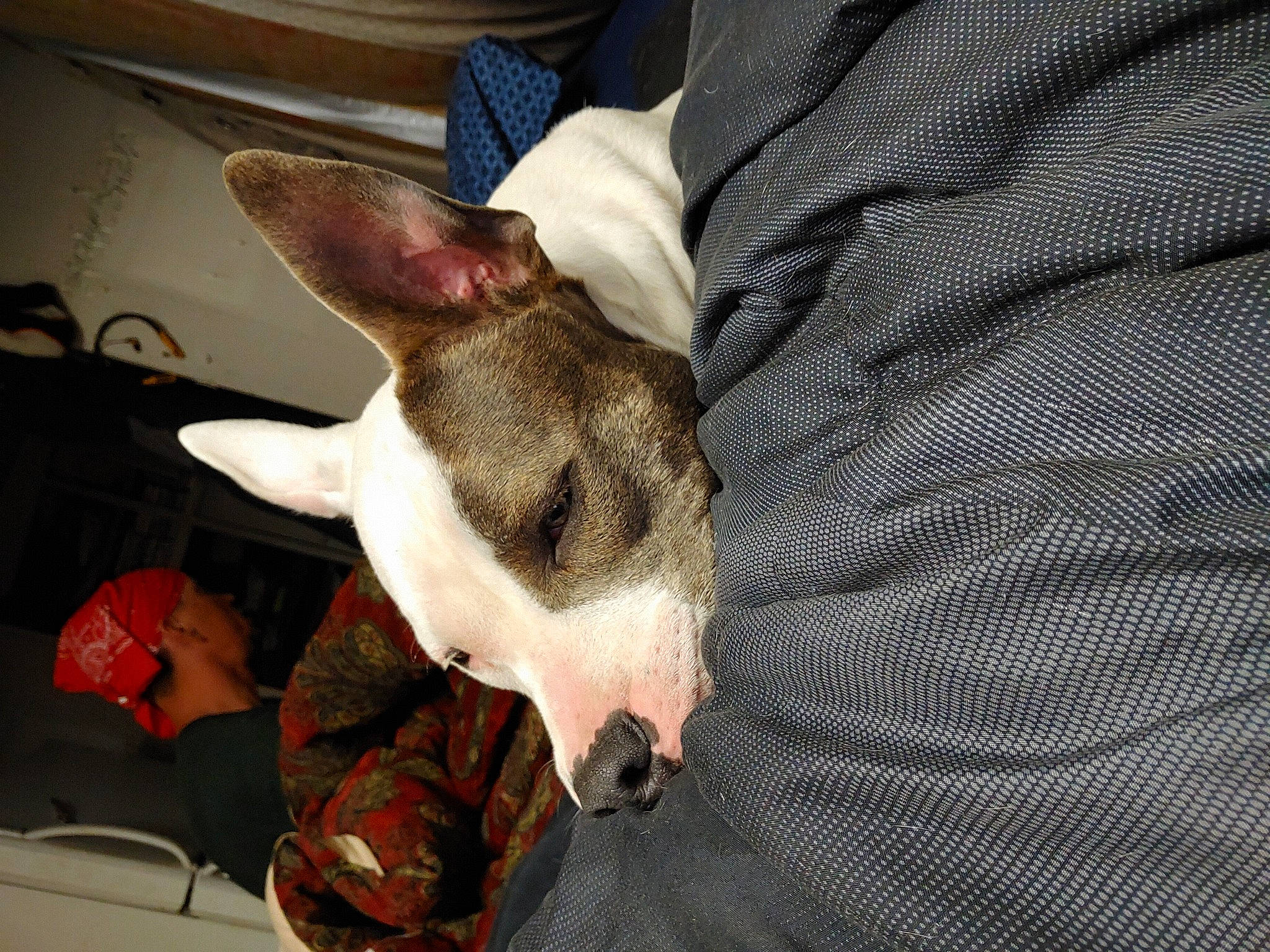 Phantom is registered to the contest to win money with this photo: canidae, carnivore, collar, comfort, companion_dog, dog, dog_breed, ear, fawn, nap, non_sporting_group, pattern, paw, puppy, snout, sporting_group, terrier, toy_dog, whiskers, working_animal