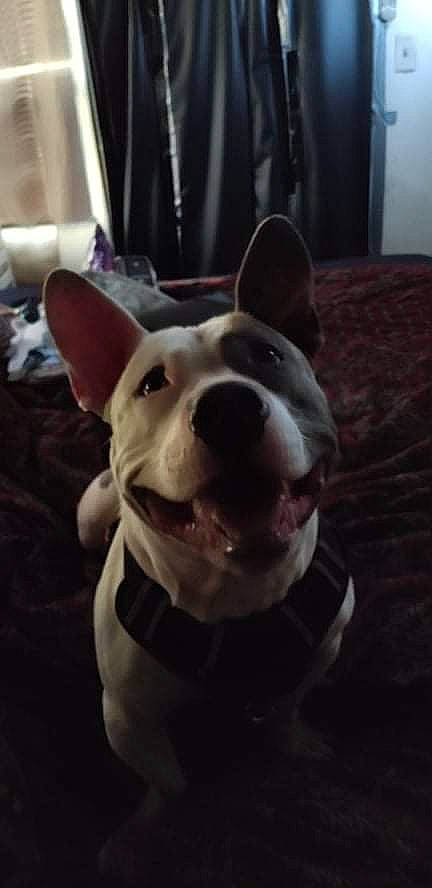 Phantom joined the competition — help win amazing prizes! canidae, carnivore, cloud, collar, companion_dog, curtain, dog, dog_breed, dog_collar, ear, fawn, fur, guard_dog, jaw, metal, selfie, snout, sporting_group, whiskers, working_animal