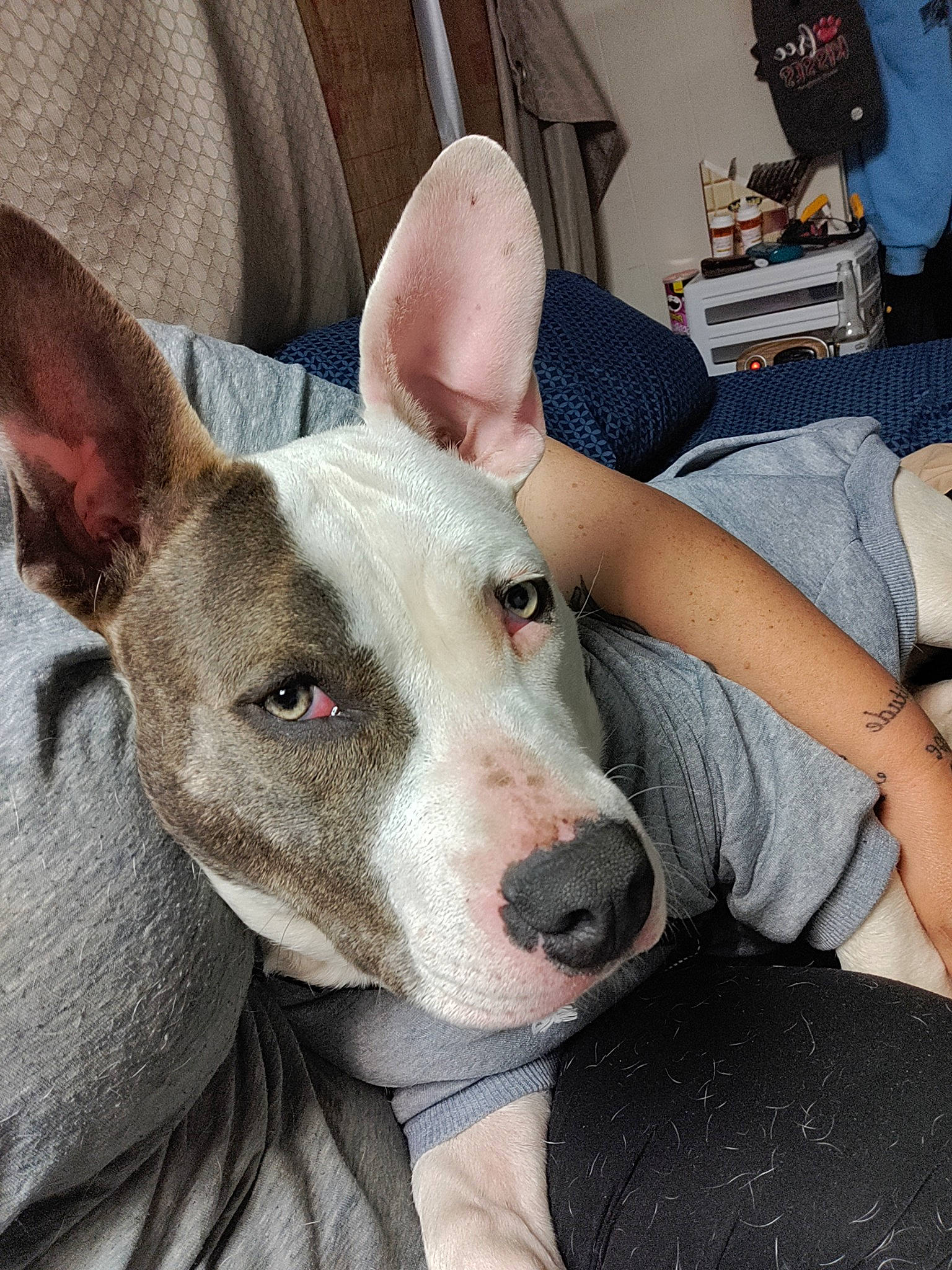 Phantom joined the competition — help win amazing prizes! bull_and_terrier, bull_terrier, bull_terrier_miniature, carnivore, chair, comfort, companion_dog, dog, dog_breed, ear, fawn, luggage_and_bags, non_sporting_group, old_english_terrier, snout, sporting_group, whiskers, working_animal