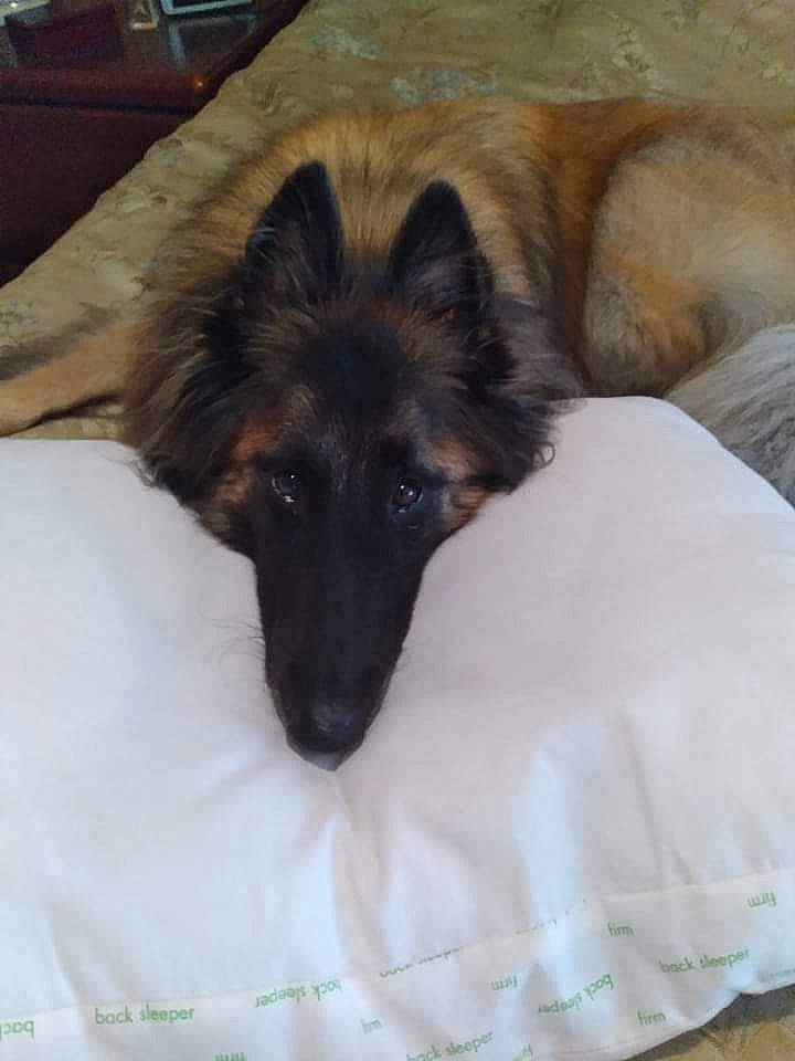 Bucky joined the competition — help win amazing prizes! canidae, carnivore, comfort, companion_dog, dog, dog_breed, east_european_shepherd, event, fawn, flooring, fur, german_shepherd_dog, hardwood, herding_dog, king_shepherd, old_german_shepherd_dog, snout, sporting_group, terrestrial_animal, working_animal