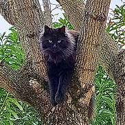 Boulette participe au concours pour gagner de l'argent avec cette photo : alert, animal, black_cat, branch, close_up, daylight, eyes, feline, fluffy_cat, fur, green_leaves, leafy_background, mammal, nature, outdoor, perched, pet, tree, tree_bark, wildlife
