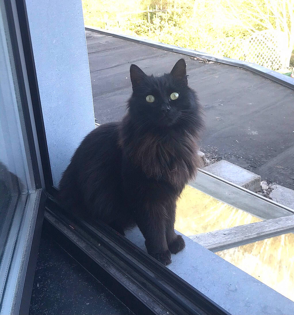 Gary participe au concours pour gagner de l'argent avec cette photo : black, black_cat, bombay, carnivore, cat, domestic_long_haired_cat, eye, felidae, fur, mammal, nebelung, norwegian_forest_cat, persian, small_to_medium_sized_cats, snapshot, tail, turkish_angora, vertebrate, whiskers, window