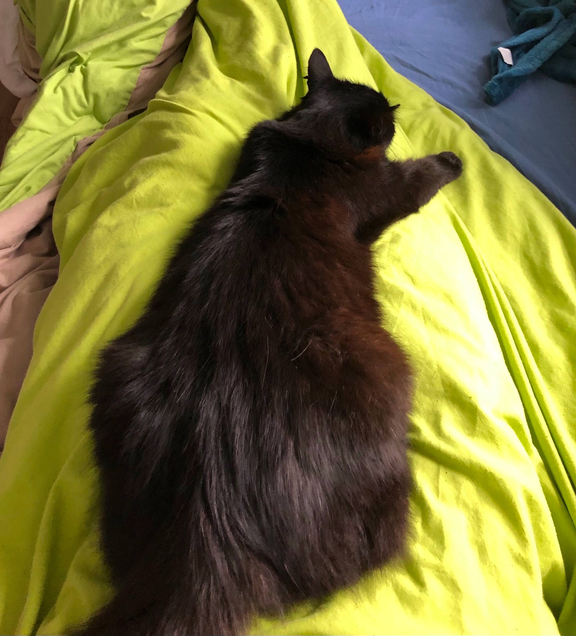 Gary a rejoint le concours — aidez-le/la à gagner de superbes lots ! black_cat, canidae, carnivore, cat, dog_breed, domestic_long_haired_cat, felidae, fur, small_to_medium_sized_cats, tail, whiskers