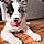 Buddy