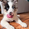 puppy, dog, blue_eyes, ball, toy, indoor, wooden_floor, lying_down, close_up, pet, cute, playful, young_dog, snout, ears, fur, animal, domestic_animal, pink_nose, black_and_white