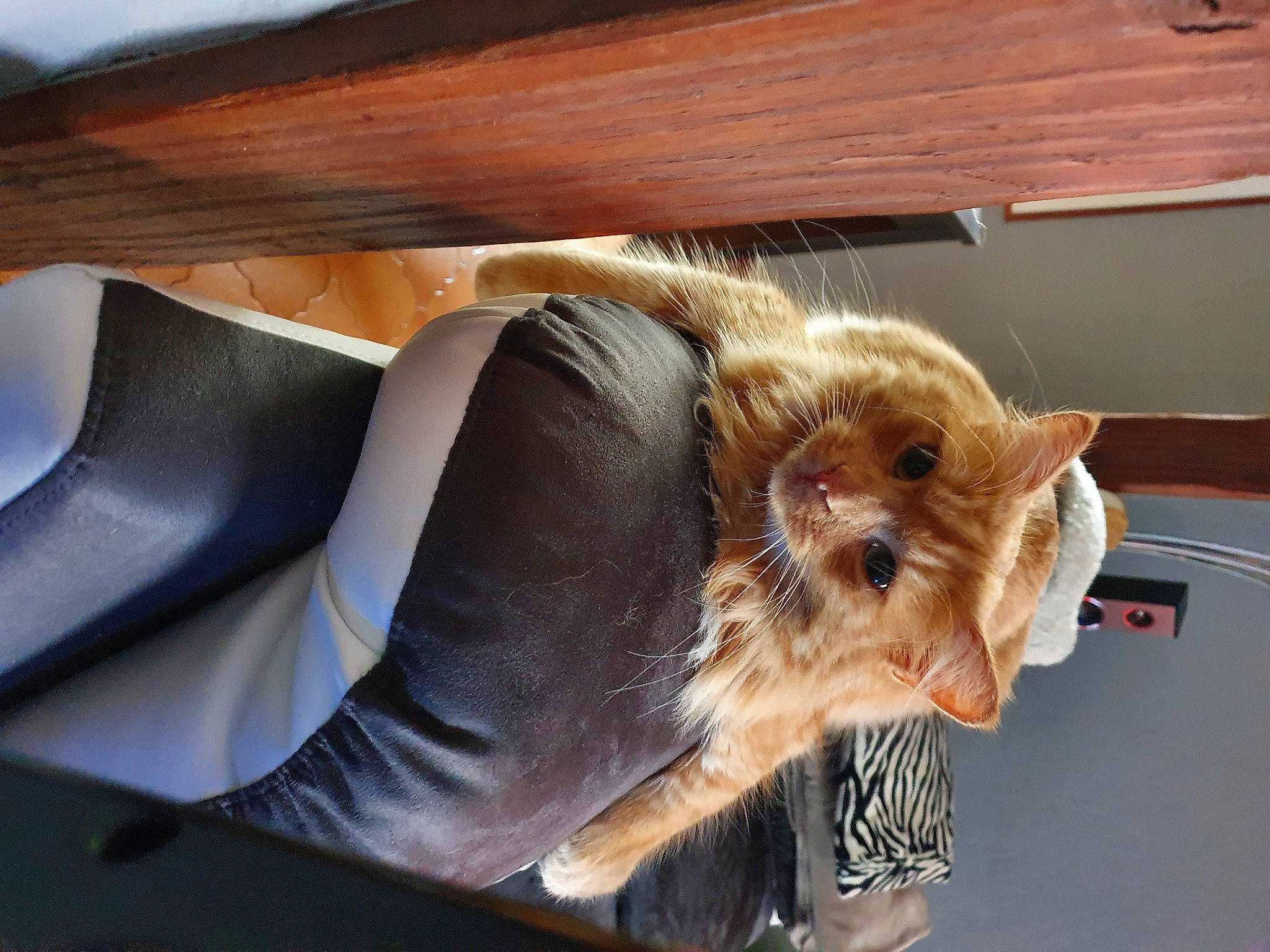 Chaipa a rejoint le concours — aidez-le/la à gagner de superbes lots ! carnivore, comfort, companion_dog, dog, dog_breed, eyewear, fawn, felidae, flooring, fur, small_terrier, small_to_medium_sized_cats, snout, sunglasses, tail, toy_dog, whiskers, window, windshield, wood
