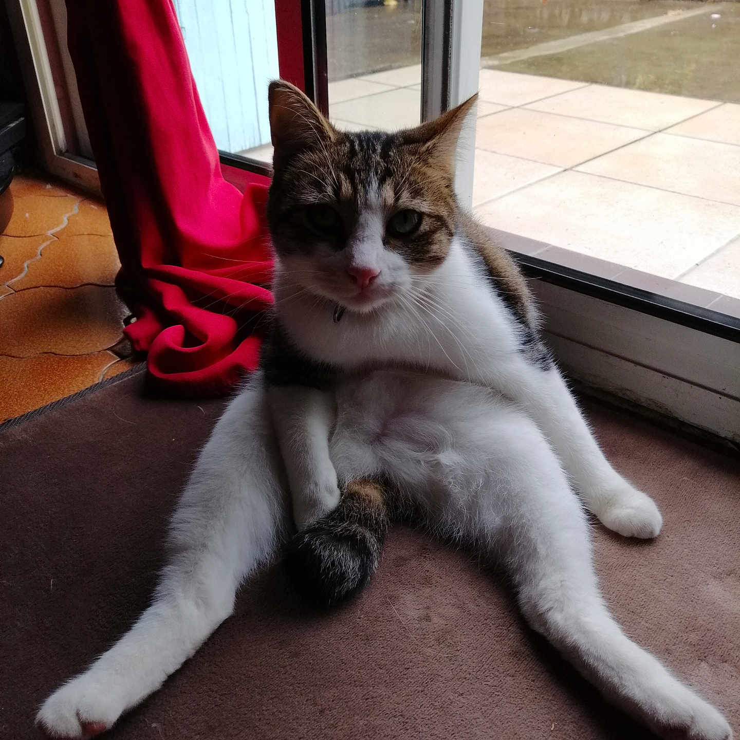 Kiwi a rejoint le concours — aidez-le/la à gagner de superbes lots ! abyssinian, accessories, adult, animal, cat, clothing, couch, door, female, furniture, hardwood, kitten, manx, pants, person, pet, slate, strap, woman, wood