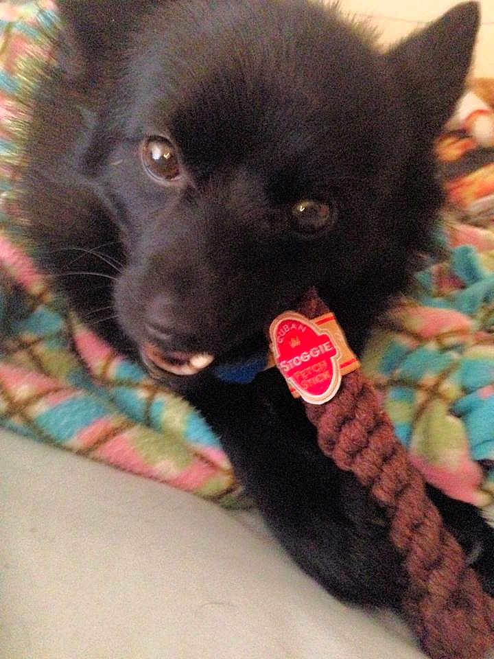 Cato