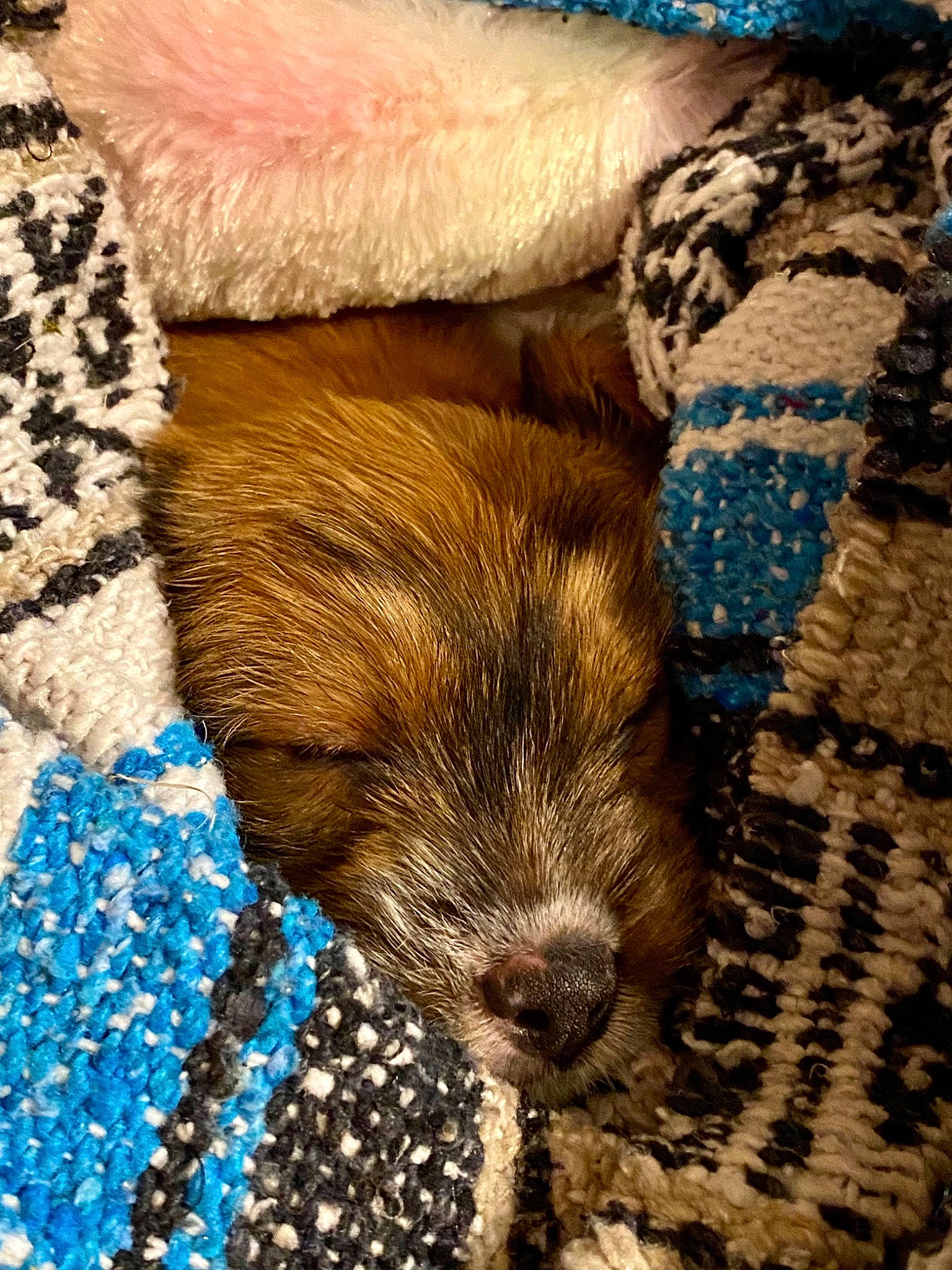 Pika is registered to the contest to win money with this photo: blue, canidae, carnivore, close_up, comfort, companion_dog, dog, dog_breed, electric_blue, fawn, felidae, flooring, linens, liver, pattern, snout, sporting_group, textile, whiskers, wood