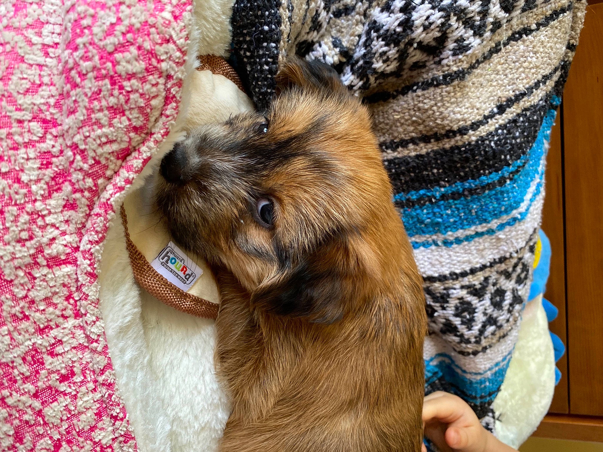 Pika is registered to the contest to win money with this photo: carnivore, claw, collar, companion_dog, dog_breed, fawn, felidae, foot, fur, human_leg, paw, rabbits_and_hares, snout, sporting_group, terrestrial_animal, whiskers, wildlife, wool, woolen, working_animal