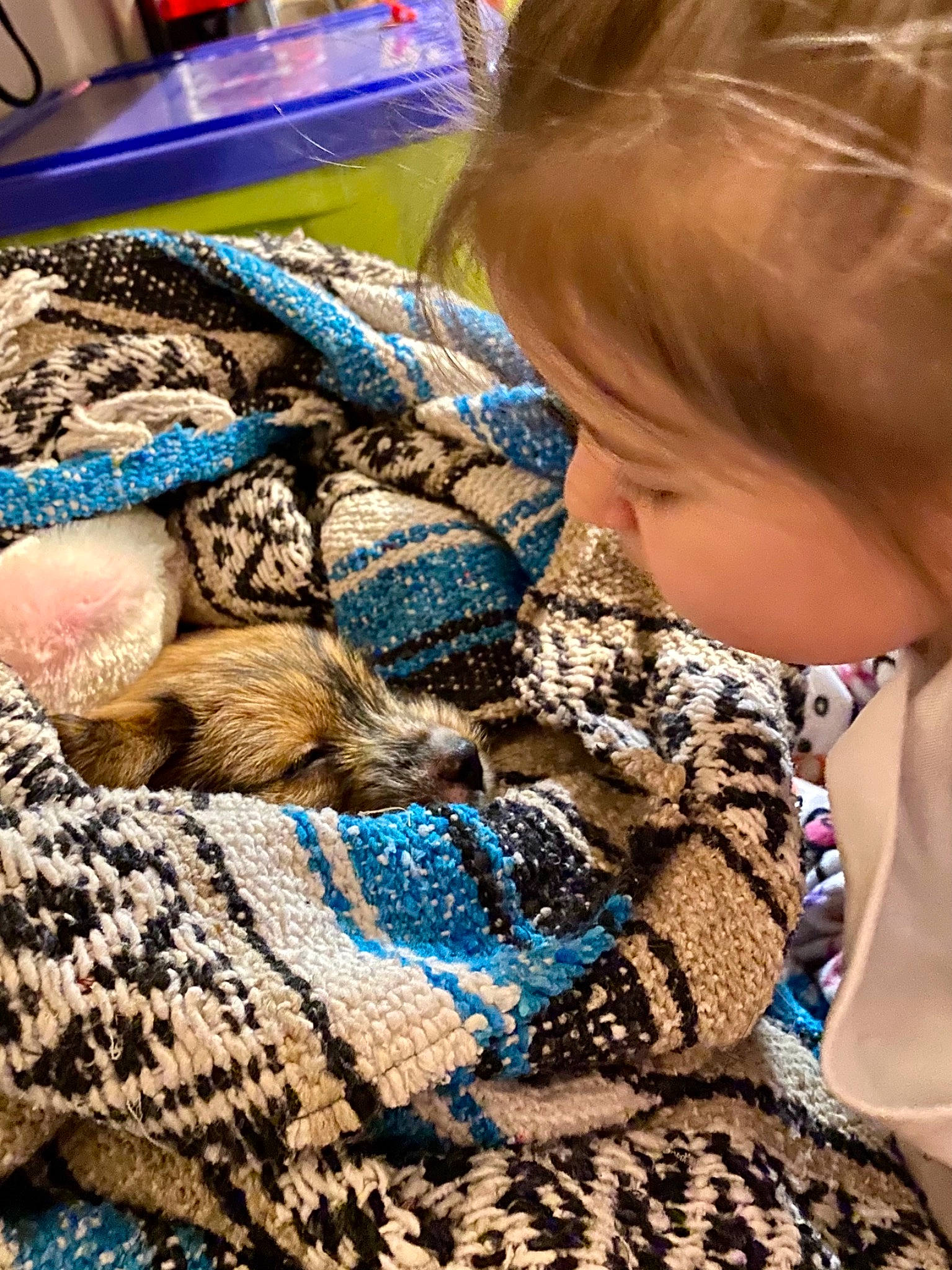 Pika is registered to the contest to win money with this photo: bag, child, crochet, electric_blue, fashion_accessory, felidae, fur, grass, linens, luggage_and_bags, pattern, sitting, sleeve, terrestrial_animal, textile, toddler, toy, wool, woolen, woven_fabric