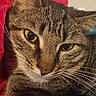 Agua is registered to the contest to win money with this photo: animal, cat, close_up, cozy, cute, domestic_cat, face, feline, fur, indoor, mammal, pet, portrait, red_background, relaxed, resting, sleepy, tabby_cat, whiskers, yellow_eyes