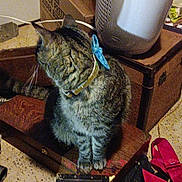 Agua is registered to the contest to win money with this photo: bag, blue_butterfly, brown, cardboard_box, cat, collar, domestic_animal, feline, floor, furniture, gray, heater, household_items, indoor, looking_away, pet, sitting, striped, tabby_cat, wooden_surface
