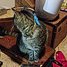 bag, blue_butterfly, brown, cardboard_box, cat, collar, domestic_animal, feline, floor, furniture, gray, heater, household_items, indoor, looking_away, pet, sitting, striped, tabby_cat, wooden_surface